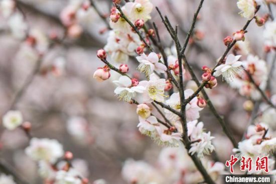 江西南昌鳳凰溝：梅花盛開引游人